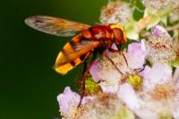 Volucella zonaria