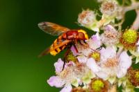 Volucella zonaria