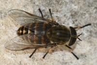 Tabanus sudeticus