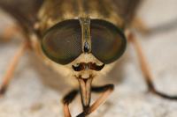 Tabanus sudeticus