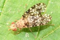Trypetoptera punctulata
