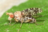 Trypetoptera punctulata