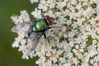 Lucilia
