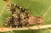 Trypetoptera punctulata