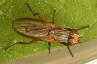 Pherbellia cinerella