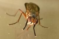 Pherbellia cinerella