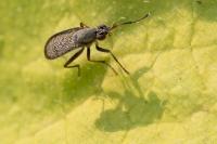 Coremacera marginata