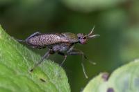 Coremacera marginata