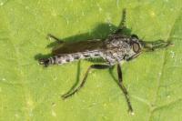 Tolmerus atricapillus