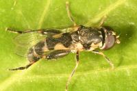 Syritta pipiens