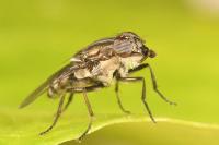 Stomorhina lunata