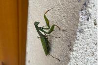 Mantis religiosa