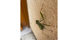 Mantis religiosa