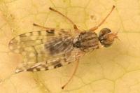 Campiglossa bidentis