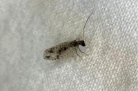 Micromus variegatus