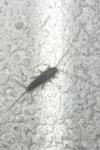 Ctenolepisma lineata