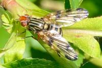 Otites porcus