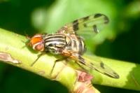 Otites porcus
