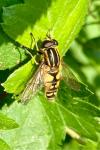 Helophilus pendulus