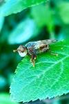 Myopa