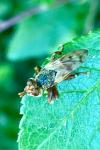 Myopa