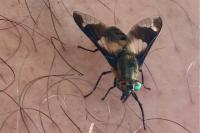 Chrysops caecutiens