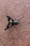 Chrysops caecutiens