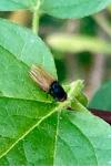 Minettia longipennis