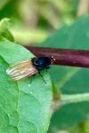 Minettia longipennis
