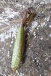 Mantis religiosa