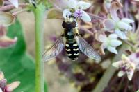 Scaeva pyrastri