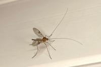 Macrocera