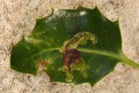 Phytomyza ilicis