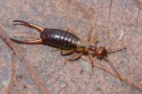 Apterygida albipennis