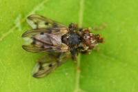 Myopa tessellatipennis