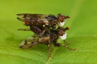 Myopa tessellatipennis