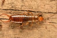 Chelidurella acanthopygia