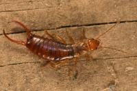 Chelidurella acanthopygia