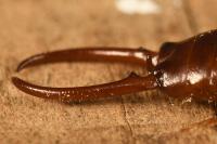 Chelidurella acanthopygia