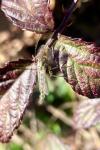 Chironomus