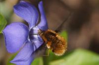 Bombylius major