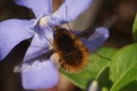 Bombylius major