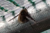 Bombylius major