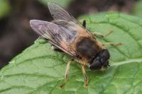 Eristalis pertinax