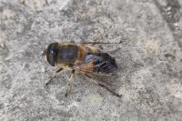Eristalis similis