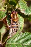 Syrphus torvus