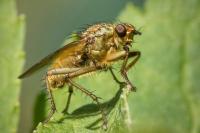 Scathophaga stercoraria