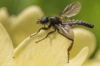 Bibio lanigerus