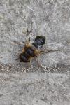 Eristalis pertinax