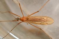 Phylidorea ferruginea